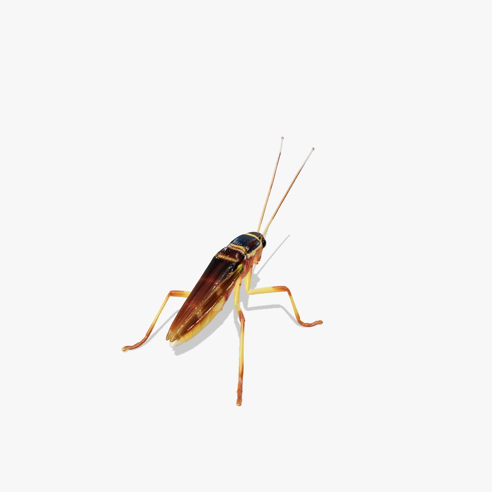 Realistic Cricket Insect Model Pack